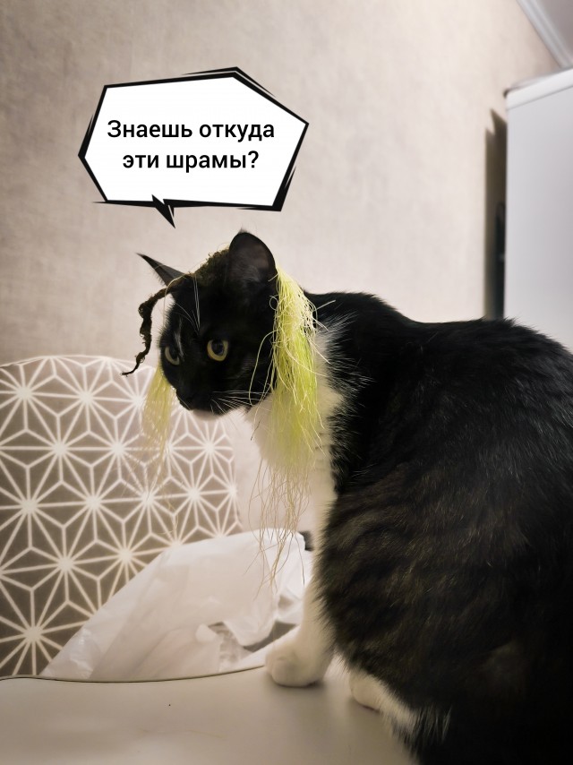 На котовторник. Моя Милка