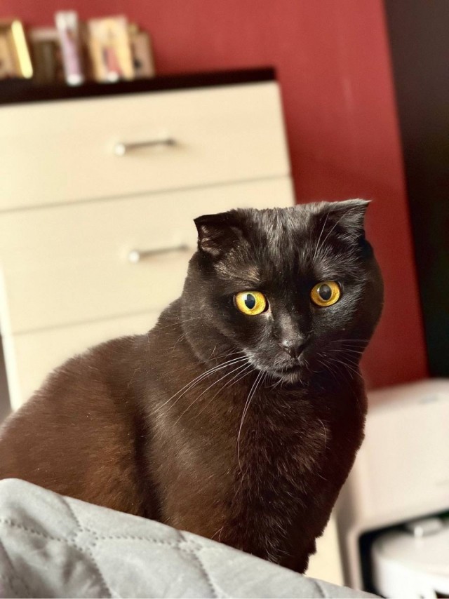 Котовторник же