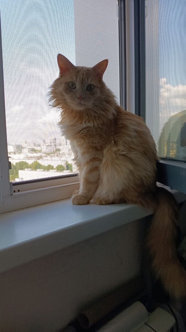 Котовторник снова!