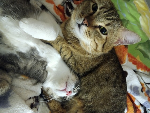 Юбилейный котовторник!
