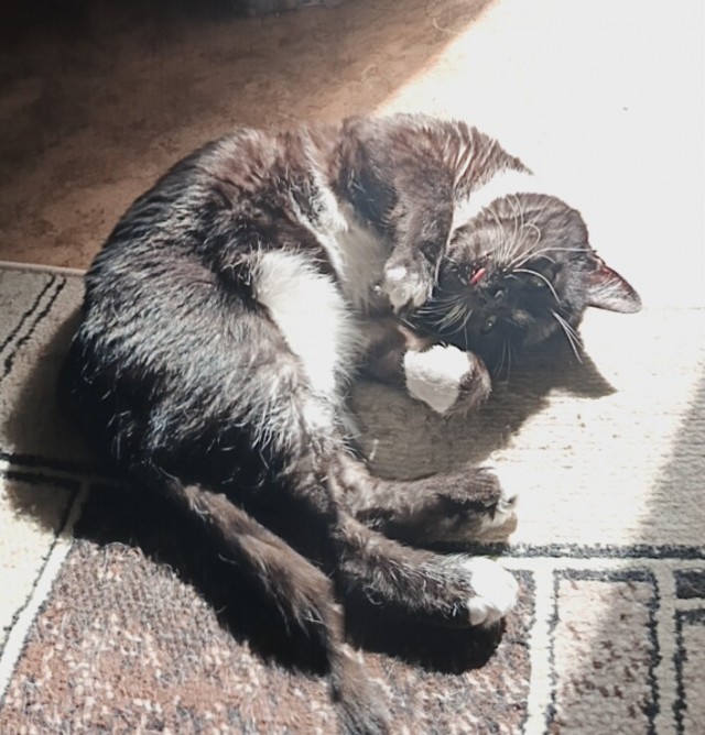Котовторник 11.08.