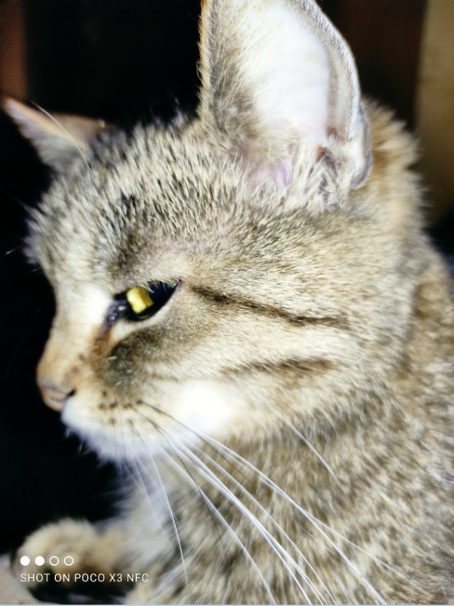 В Казани мужчина спас котёнка