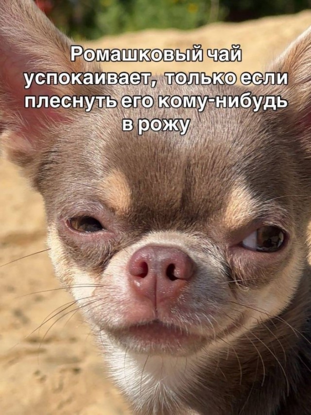 Картинки для деградации 277 (разной степени свежести)