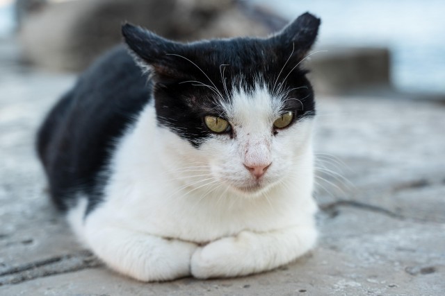 Уличные котэ города Дубровник