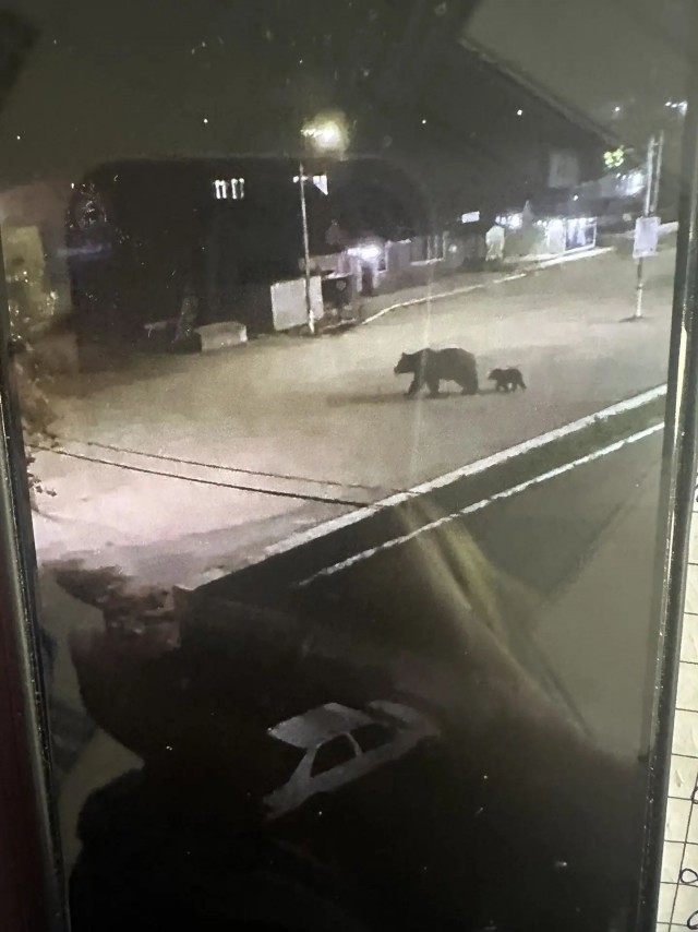 Ведмеды