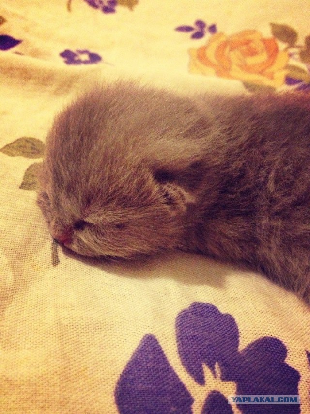 Котовторник 26.11.2013
