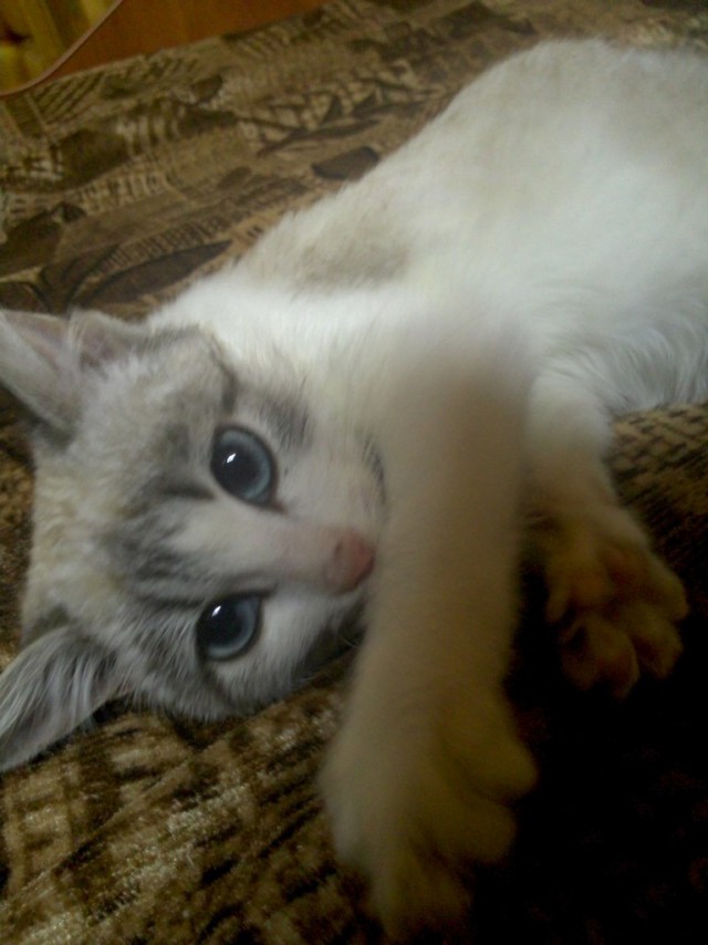 Котовторник 04.03.2014
