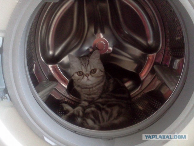 Котовторник 22.04.2014