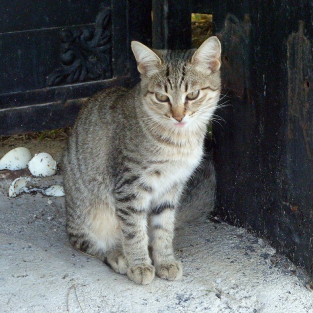 С Котовторником!