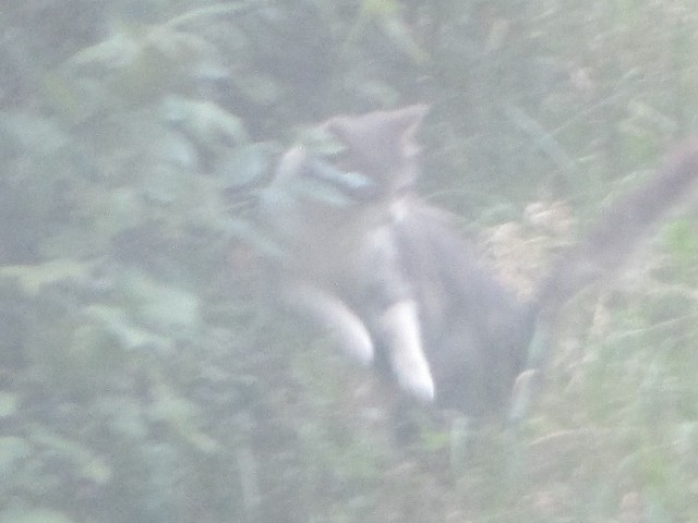 Котовторник 24.06.2014