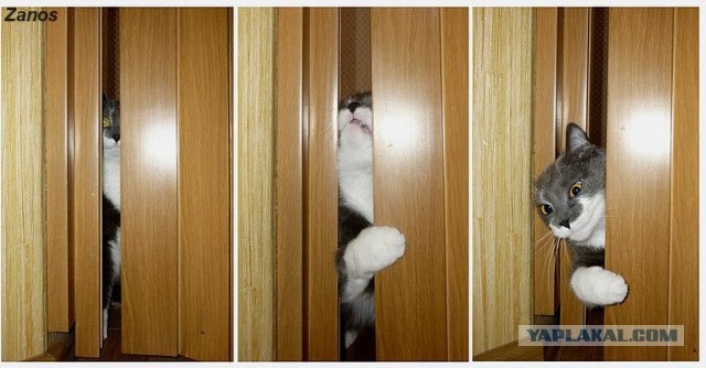 Кошка по имени Мышь