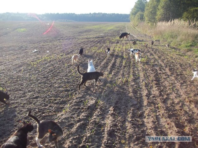 Жизнь домашнего приюта для котеек 28