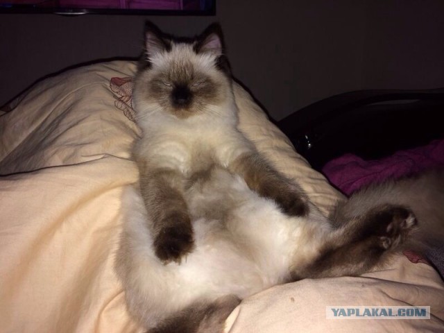 Котовторник