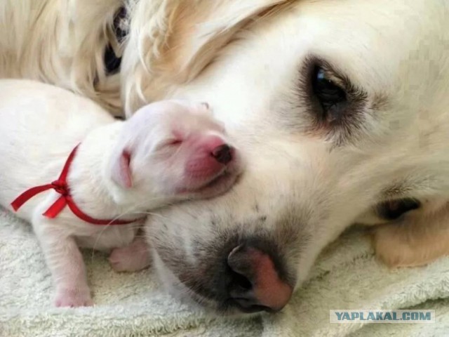 Собаки - прекрасные мамы!