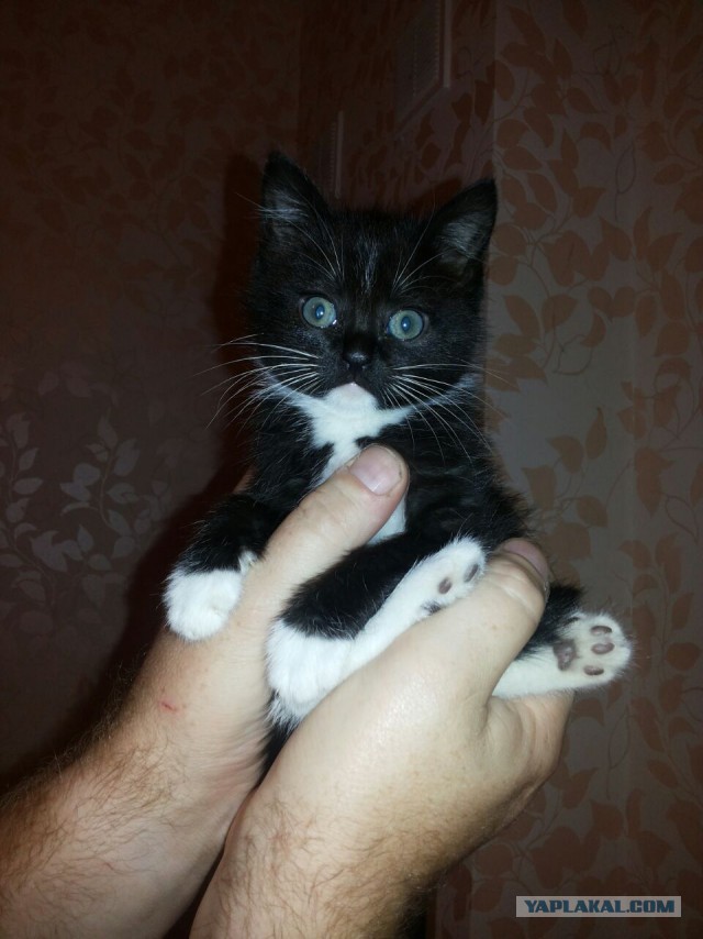 Котя