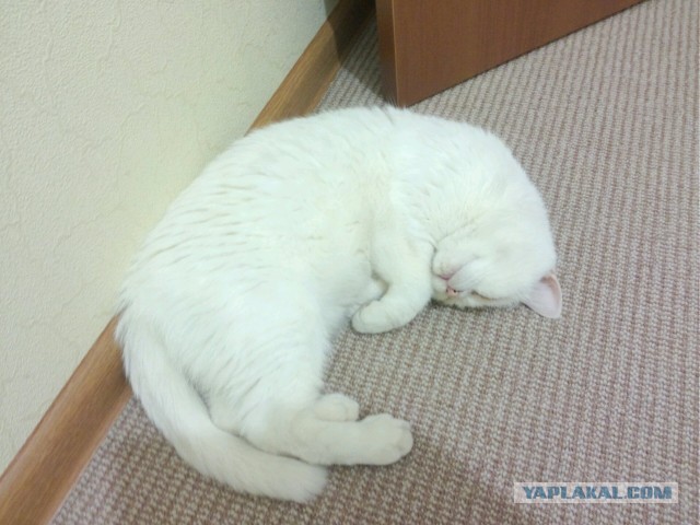 Котовторник 07 04 2015