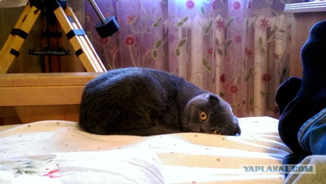 Котовторник 28.04.2015