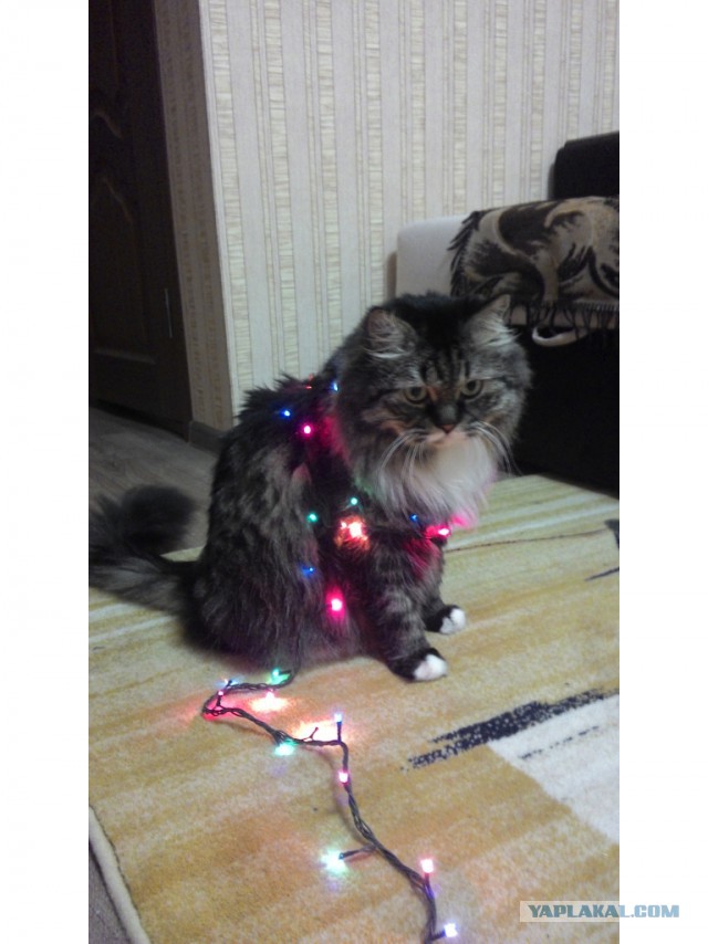 Котовторник