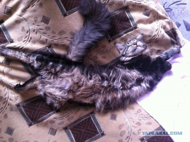 Котовторник