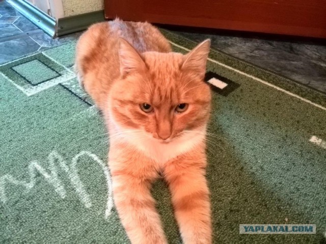 Ага, снимай меня. Я великолепен. Просто шикарен.