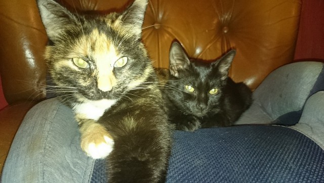 Котовторник 03.11.2015