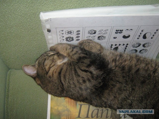 Котооо-о-о-вторник