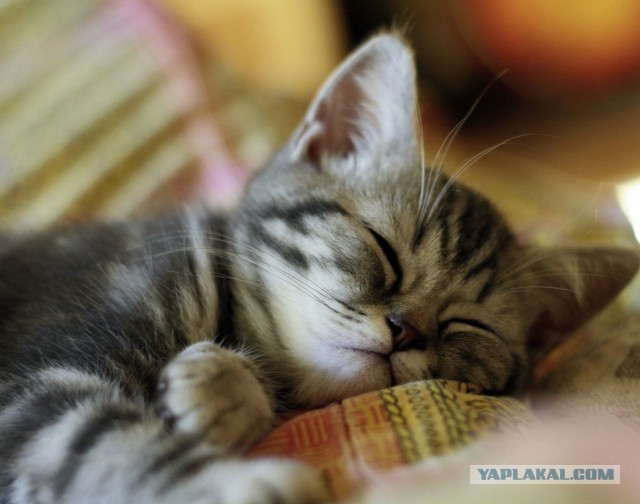 Пост невероятной кошачьей красоты. 25 фот.