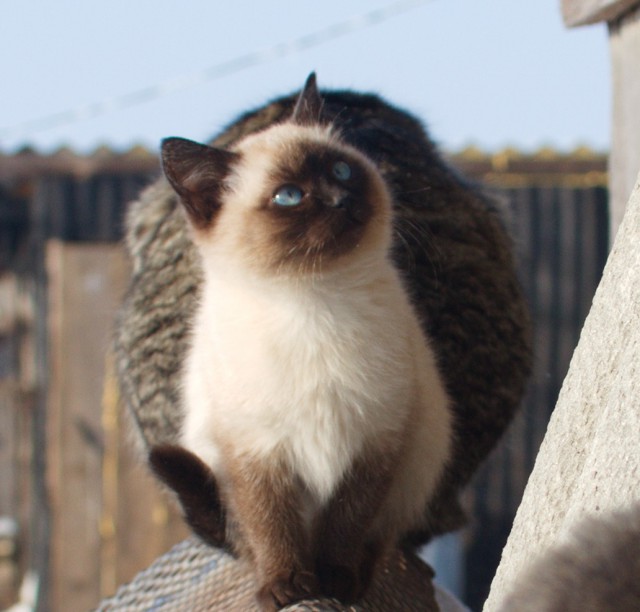 Деревенские коты