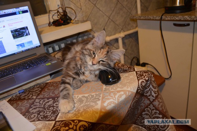 Мейн-куны  настолько  суровы...