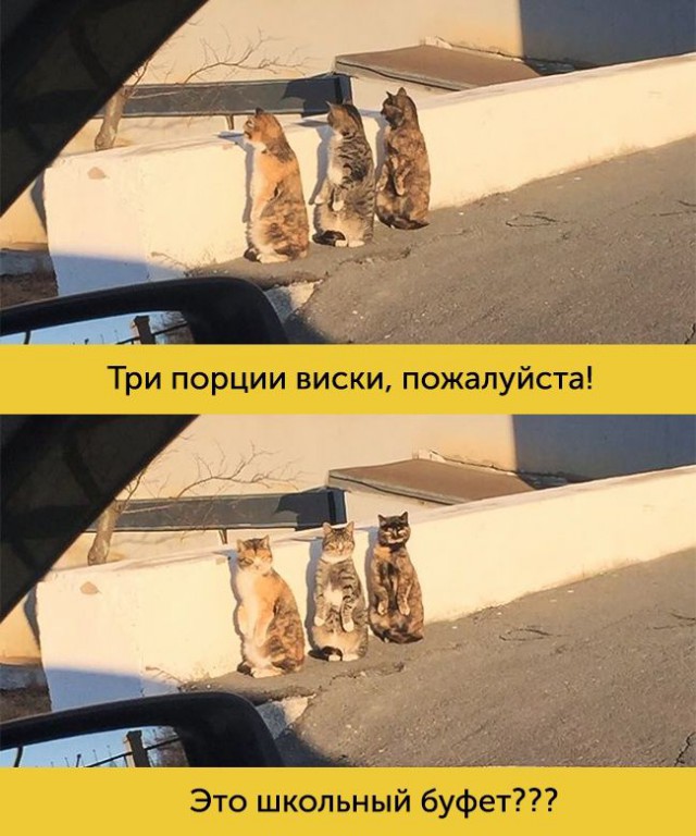 15 котов, мимике которых можно только позавидовать