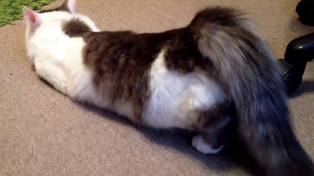 Что общего у девушек и кошек