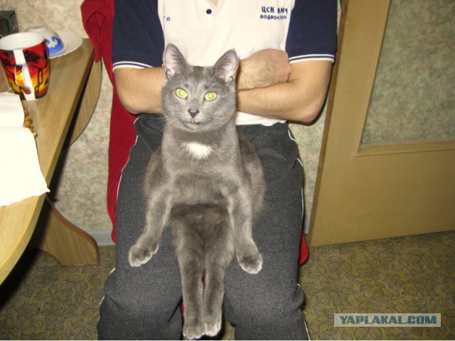 Котовторник 28.06.2016