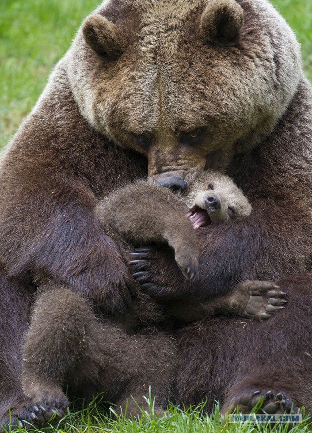 Расставание медвежат с мамой-медведицей