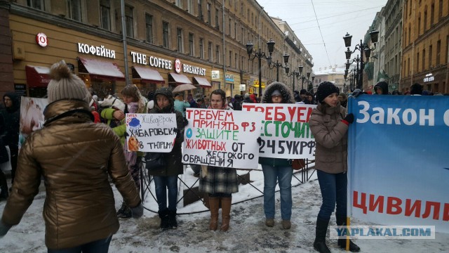Питер против насилия