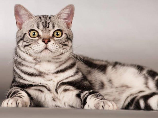 Коты из сети