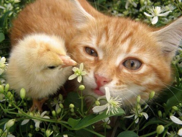 Коты и Кошки