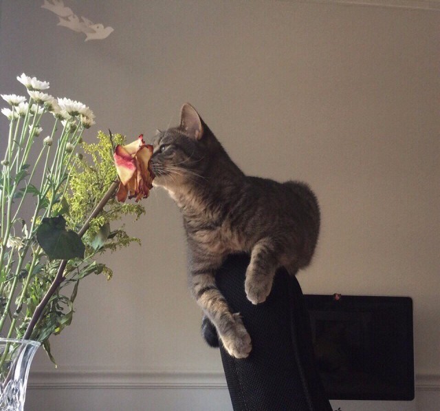 Коты и Кошки