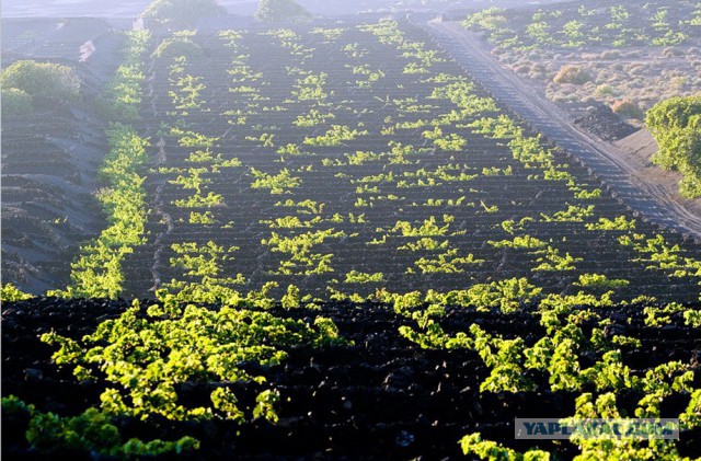 Вулканические виноградники острова Лансароте