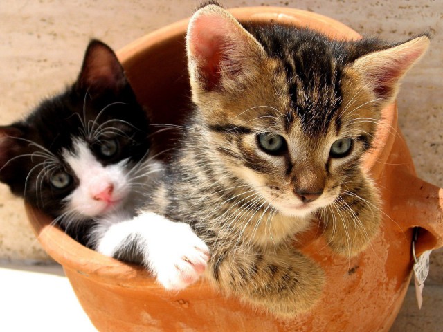 Коты и Кошки
