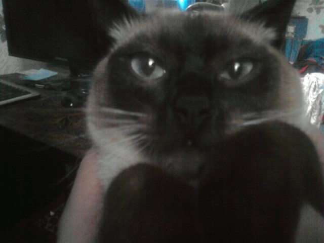 Котовторник