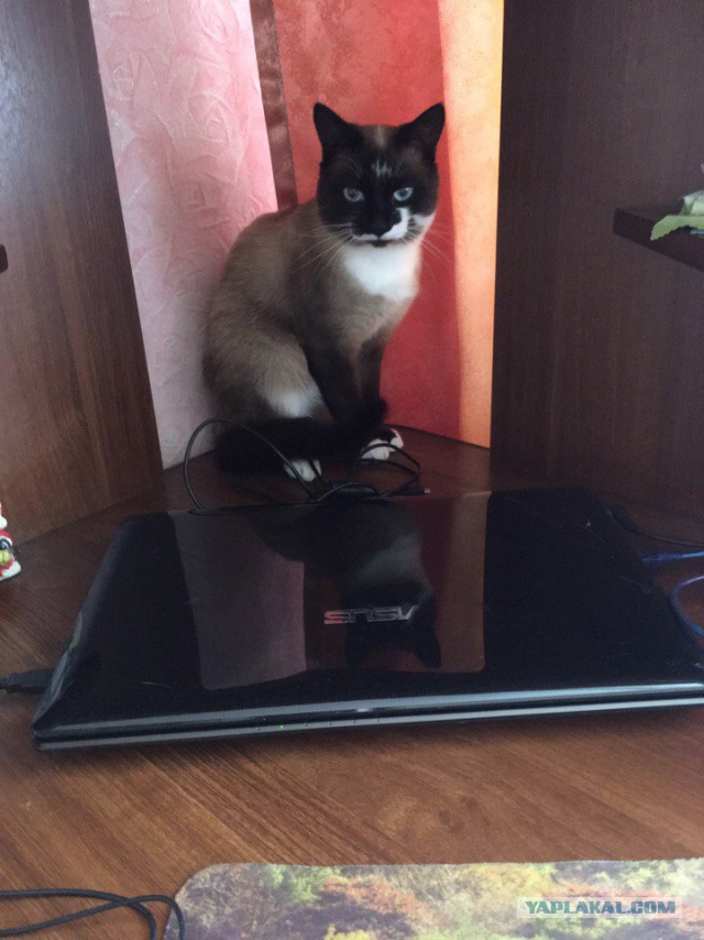 Котовторник 28.11.2017