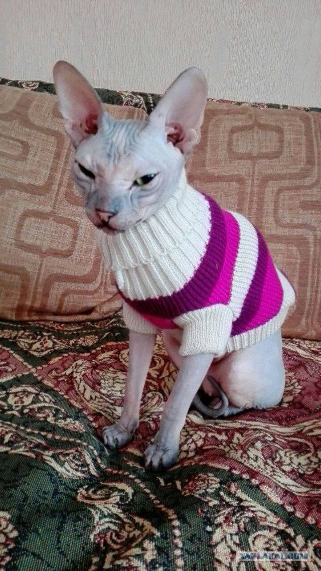 Котовторник  19.12.2017
