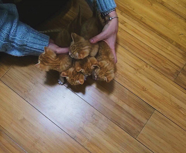 Прикольных котов пост