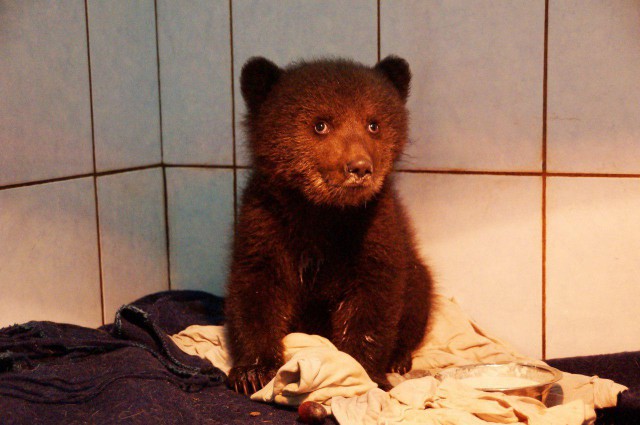 Жители Ленобласти спасли раненного медвежонка