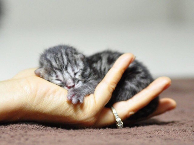 Кот без прикрас