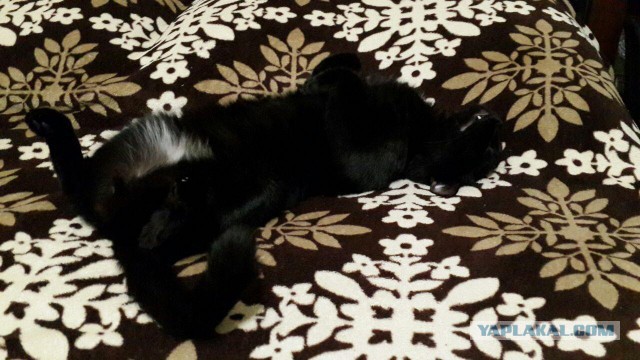 Котовторник  12.06.2018