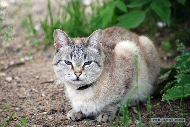 Ура, котовторник! (01.07.2008)