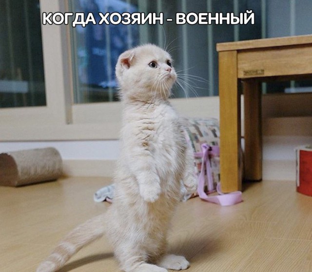 Немного милоты