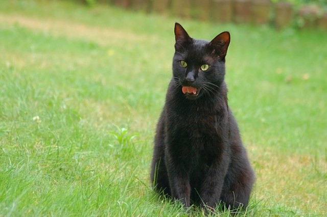 Коты на вторник на ЯПлакалъ (07.10.2008)