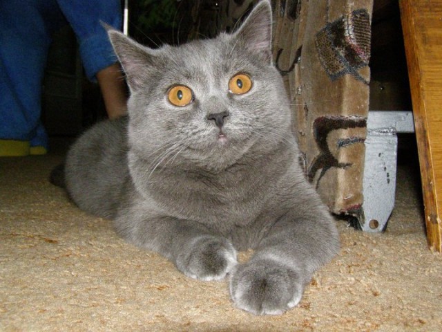 It's Catursday Fever! (Котовторник)